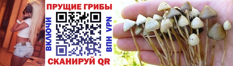 Купить закладки  Мелеуз  Псилоцибиновые грибы MAGIC MUSHROOMS 